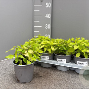 Salvia elegans 'Honeymelon' P14