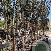 Sambucus nigra Black Tower 250-300 cm container Multistam