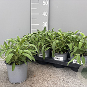 Salvia officinalis P14