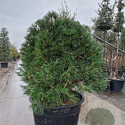 Sciadopitys verticillata 120-140 cm container spiraal