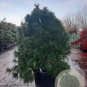 Sciadopitys verticillata 125-150 cm container solitair