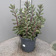 Senecio crassissimus GM 9L
