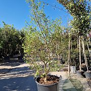 Styrax jap. 'Issai' 250-300 cm container meerstammig