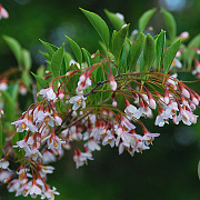 Styrax jap. 'Pink Chimes' 250-300 cm container meerstammig