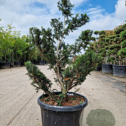 Taxus baccata 120-140 cm 40L