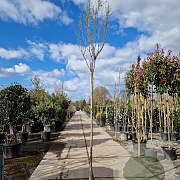 Tamarix ramos. 'Rubra' 200 cm stam container 8-10