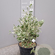 Teucrium fruticans 30-40 cm 3,0L