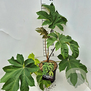 Tetrapanax papyrifer 'Rex' 60-80 cm 10L