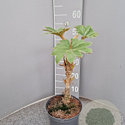 Tetrapanax papyrifer 'Rex' GM C3