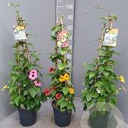 Thunbergia alata 60-80 cm 4,5L piramide