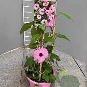 Thunbergia alata 70 cm 3,0L piramide