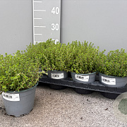 Thymus citriodorus P14