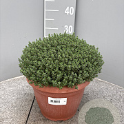 Thymus vulgaris GM C5