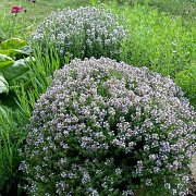 Thymus vulgaris GM Per 300 Zaden