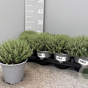 Thymus vulgaris P14