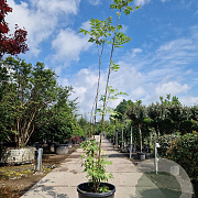 Toona sinensis 'Flamingo' 300-350 cm cont. 95L meerstammig