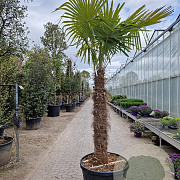 Trachycarpus fortunei 150 cm stam container