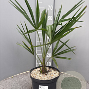 Trachycarpus fortunei 50-60 cm 5,0L