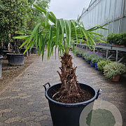 Trachycarpus fortunei 50 cm stam container