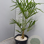 Trachycarpus fortunei 60-80 cm 7,5L