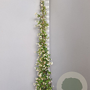 Trachelospermum jasminoides 175-200 cm 7,5L