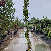 Trachelospermum jasminoides 250-300 cm 15L