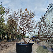 Ulmus minor 'Jacqueline Hillier' 125-150 cm container meerstammig