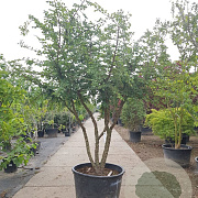 Ulmus minor suberosa 300-350 cm container meerstammig