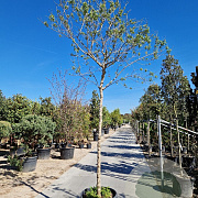 Vitex agnus-castus 200 cm stam container 18-20 leiboom