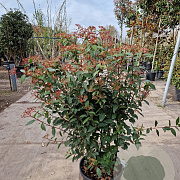 Viburnum tin. 'Eve Price' 80-100 cm 18L struik