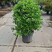 Viburnum tin. 'Eve Price' 80-100 cm 30L struik