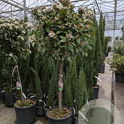 Viburnum tin. 'Eve Price' 80 cm stam container bol 50-60