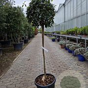 Viburnum tin. 'Eve Price' 90 cm stam 30L