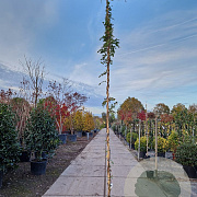 Wisteria brach. 'Okayama' 350-400 cm 25L