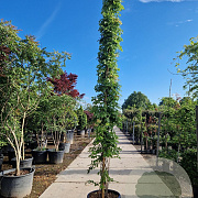 Wisteria brach. 'Okayama' 500-550 cm container