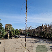 Wisteria brach. 'Shiro Kapitan' 450-500 cm 30L