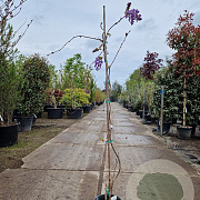 Wisteria flor. 'Honbeni' 175-200 cm 10L