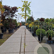 Wisteria flor. 'Issai-naga' 175-200 cm 3,0L