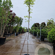 Wisteria flor. 'Multijuga' 175-200 cm 3,0L