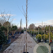 Wisteria flor. 'Shiro-noda' 350-400 cm 25L