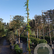 Wisteria flor. 'Shiro-noda' 350-400 cm 30L
