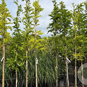 Wisteria sinensis 275-300 cm cont. 70L struik