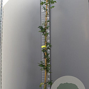 Wisteria sinensis 'Prolific' 250-300 cm cont. 95L