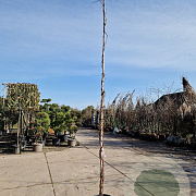 Wisteria sinensis 'Prolific' 350-400 cm 25L