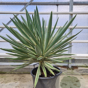 Yucca gloriosa 'Variegata' 60-80 cm container