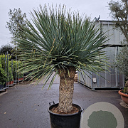 Yucca rostrata 140-150 cm container vertakt