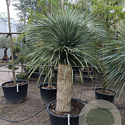 Yucca rostrata 160-170 cm container