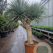 Yucca rostrata 190-200 cm container vertakt extra