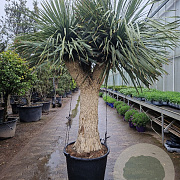 Yucca rostrata 200-210 cm container piramide