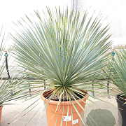 Yucca rostrata 60-80 cm container